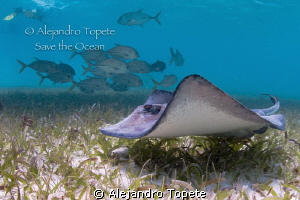 Ray with jacks, San Pedro Belize by Alejandro Topete 